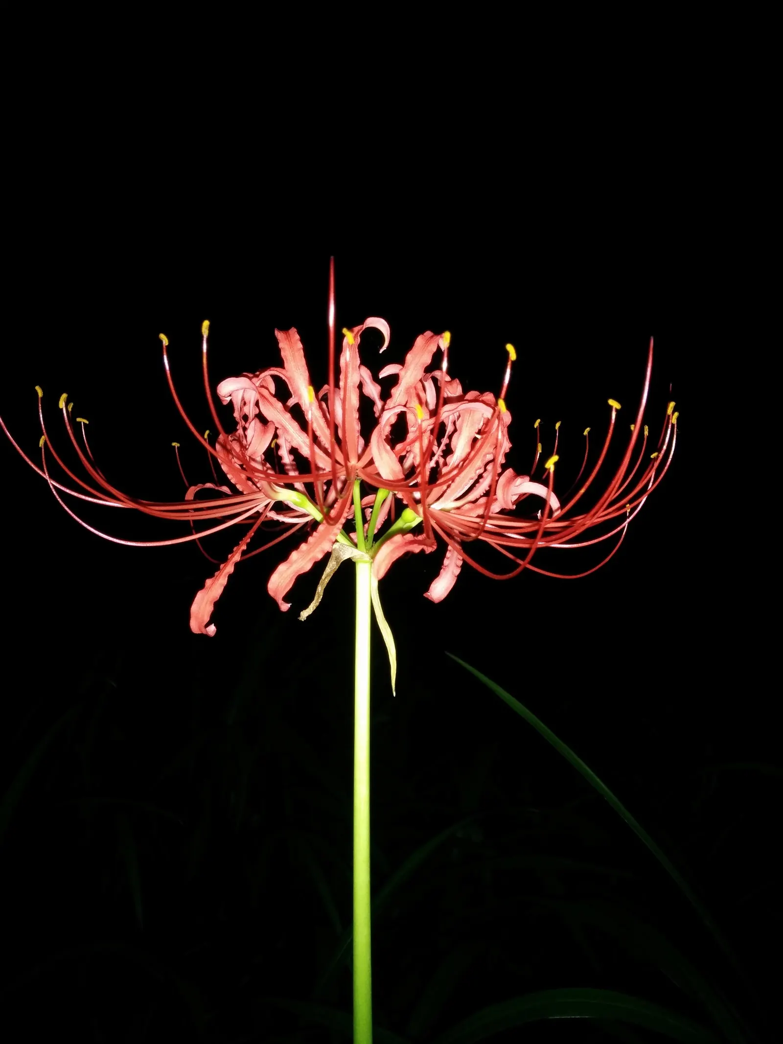 Spider Lily (Lycoris Radiata) — boasting vibrant red flowers with elongated petals forming an intricate spider-like appearance; which emerge in, image 198