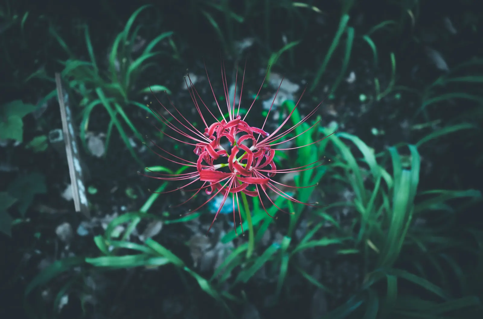 Spider Lily (Lycoris Radiata) — providing an eye-catching display when many other flowers have faded.<br><br>When designing with Spider Lilies, image 208