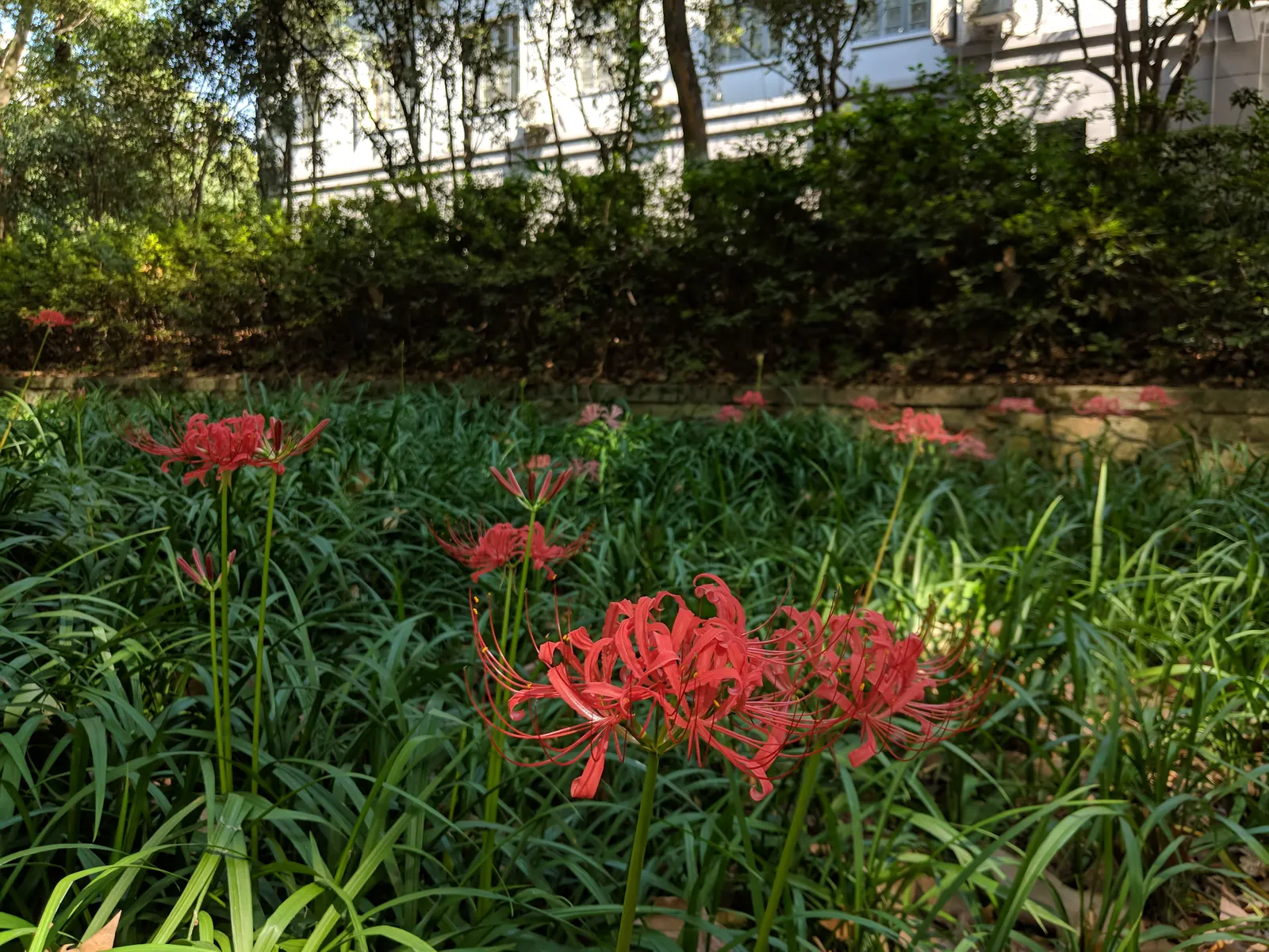 Spider Lily (Lycoris Radiata) — is a striking fall-blooming perennial; reaching 1-2 feet in height, it's ideal for borders, image 113