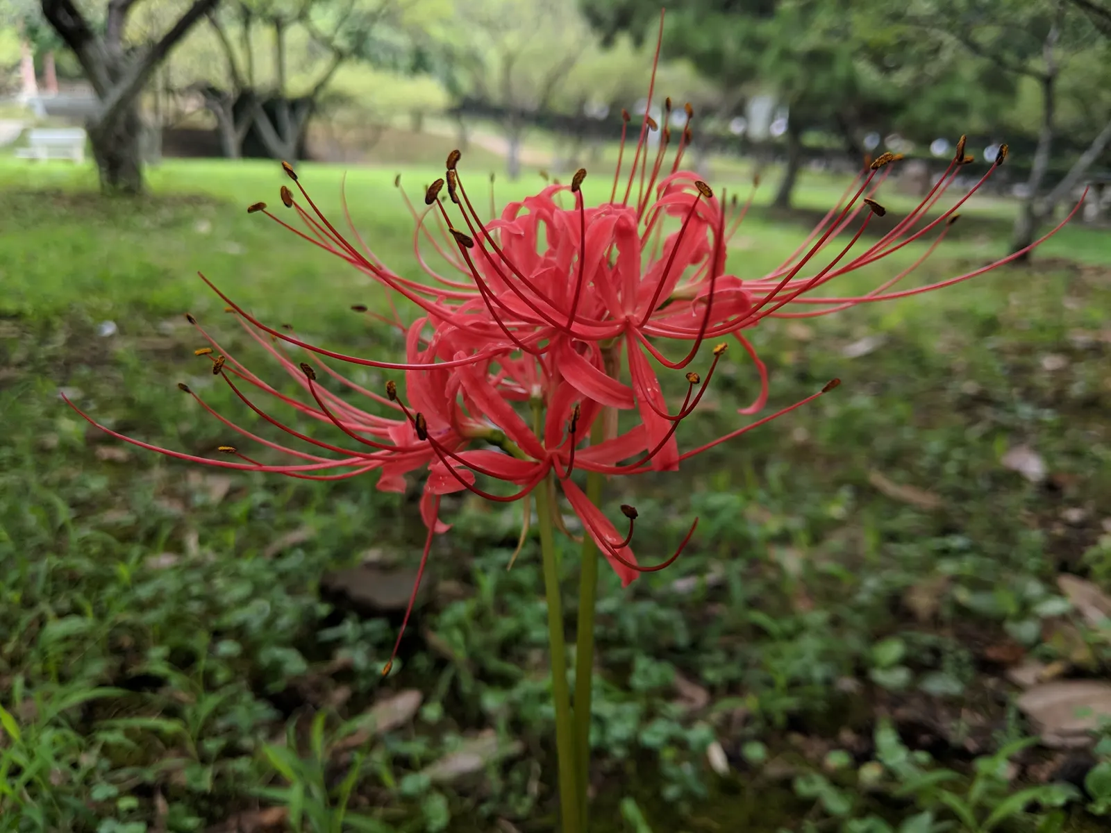Spider Lily (Lycoris Radiata) — is an enchanting perennial bulb that adds a touch of exotic flair to any landscape; ensuring a dramatic autumnal, image 120