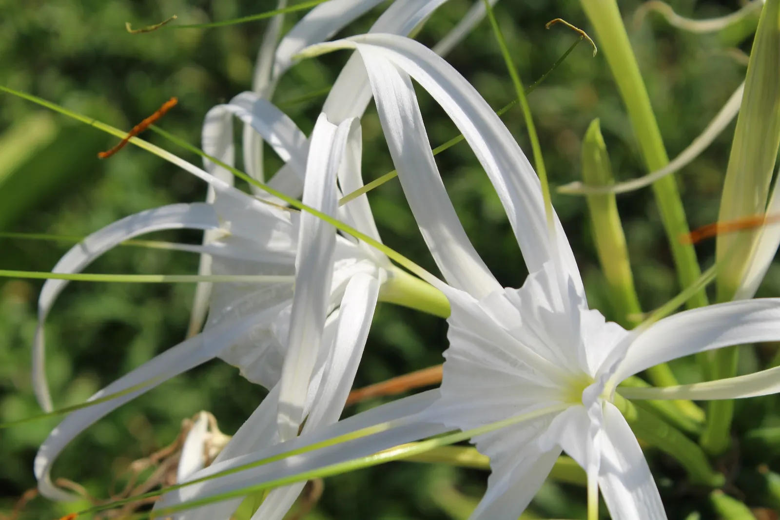 Spider Lily (Lycoris Radiata) — These plants prefer well-drained soil and are relatively drought tolerant once established; their flowers are, image 127