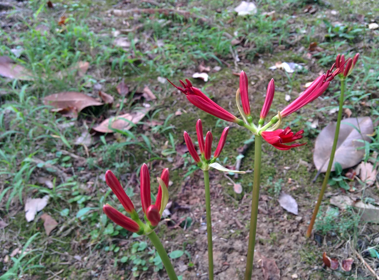 Spider Lily (Lycoris Radiata) — Plant bulbs 5-6 inches deep and 6-8 inches apart; reaching 1-2 feet in height, it's ideal for borders, image 89