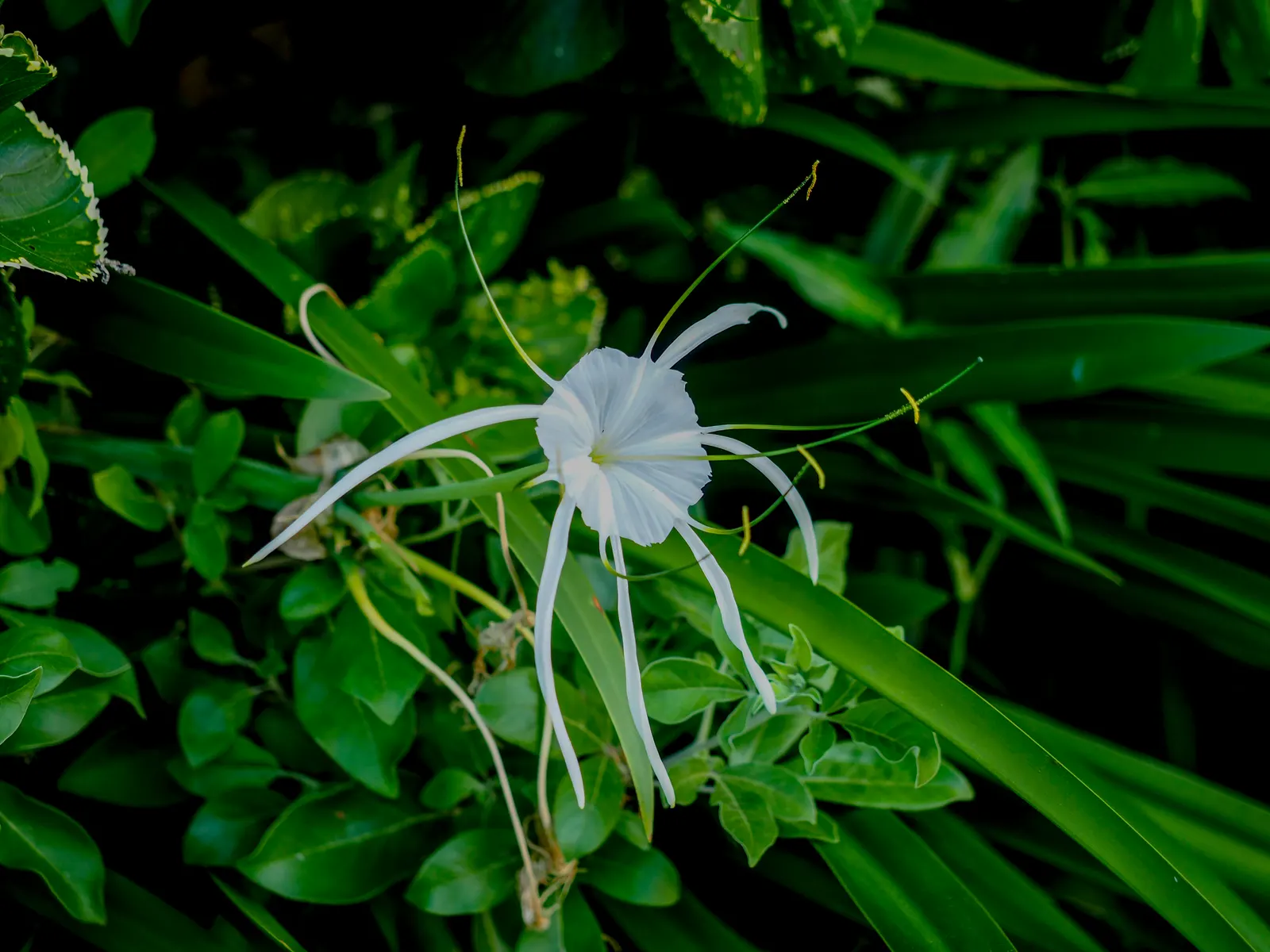 Spider Lily (Lycoris Radiata) — this plant is coveted for its unique and striking spidery blossoms; which emerge in late summer to early fall, image 150