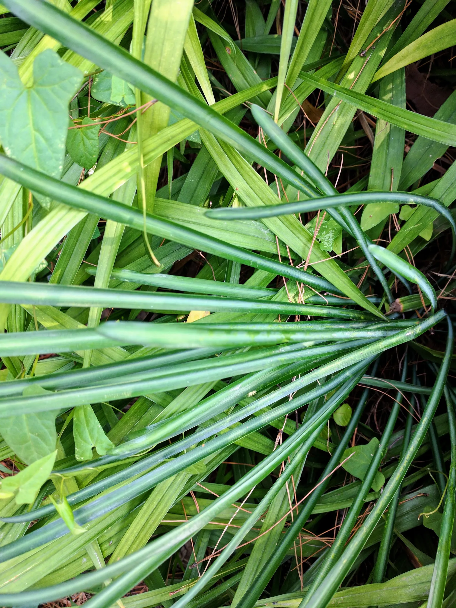 Spider Lily (Lycoris Radiata) — bulb for full or half or shade