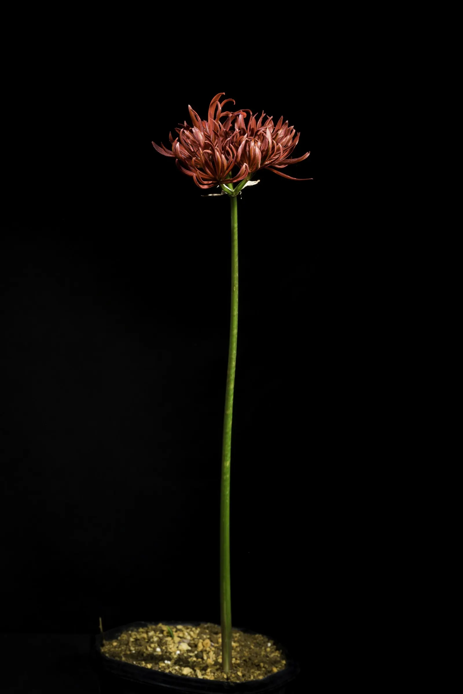 Spider Lily (Lycoris Radiata) — though they will thrive with regular; reaching 1-2 feet in height, it's ideal for borders, image 213