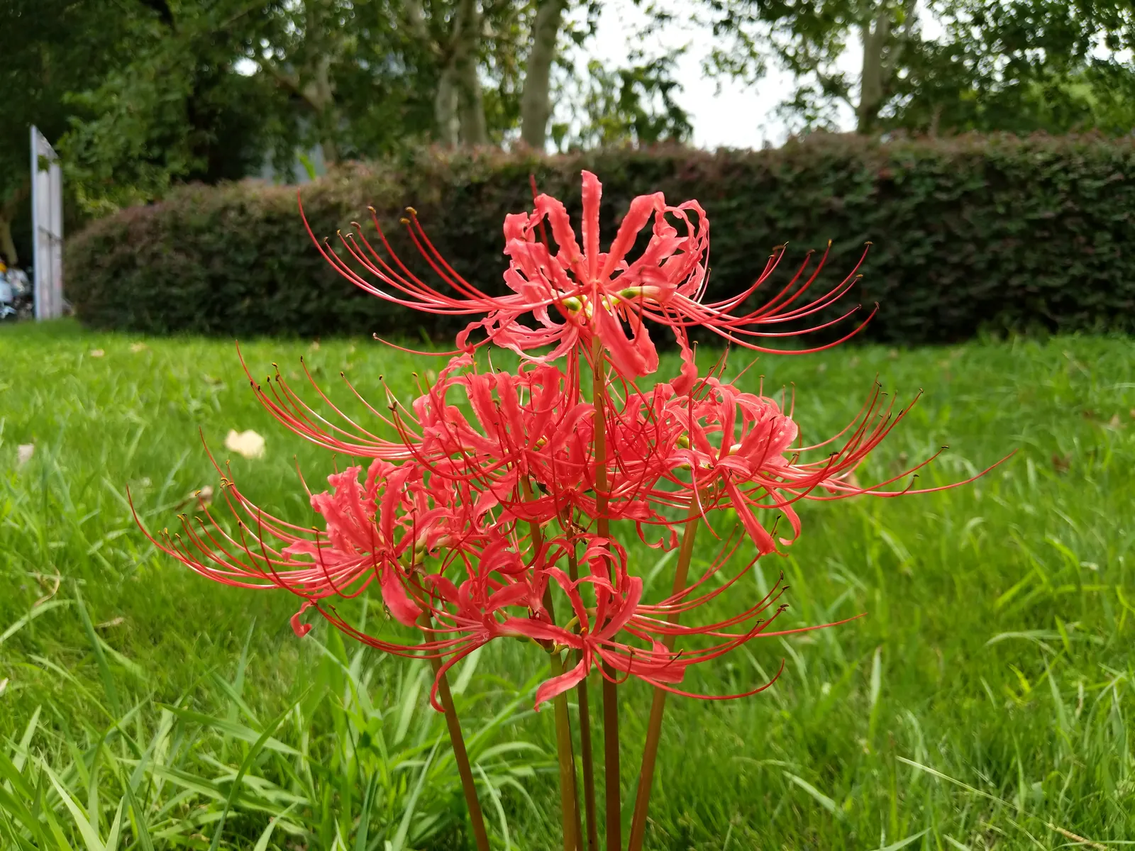Spider Lily (Lycoris Radiata) — ensuring a dramatic autumnal display in residential or commercial landscapes.<br><br>Remember; reaching 1-2 feet in, image 137
