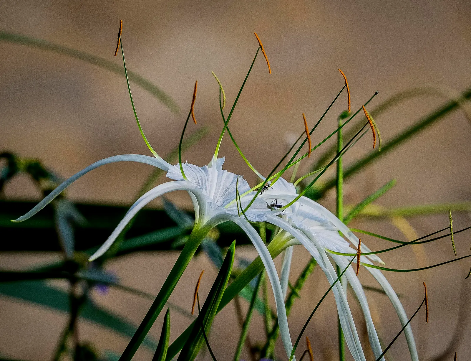 Spider Lily (Lycoris Radiata) — A member of the Amaryllidaceae family; reaching 1-2 feet in height, it's ideal for borders, image 93