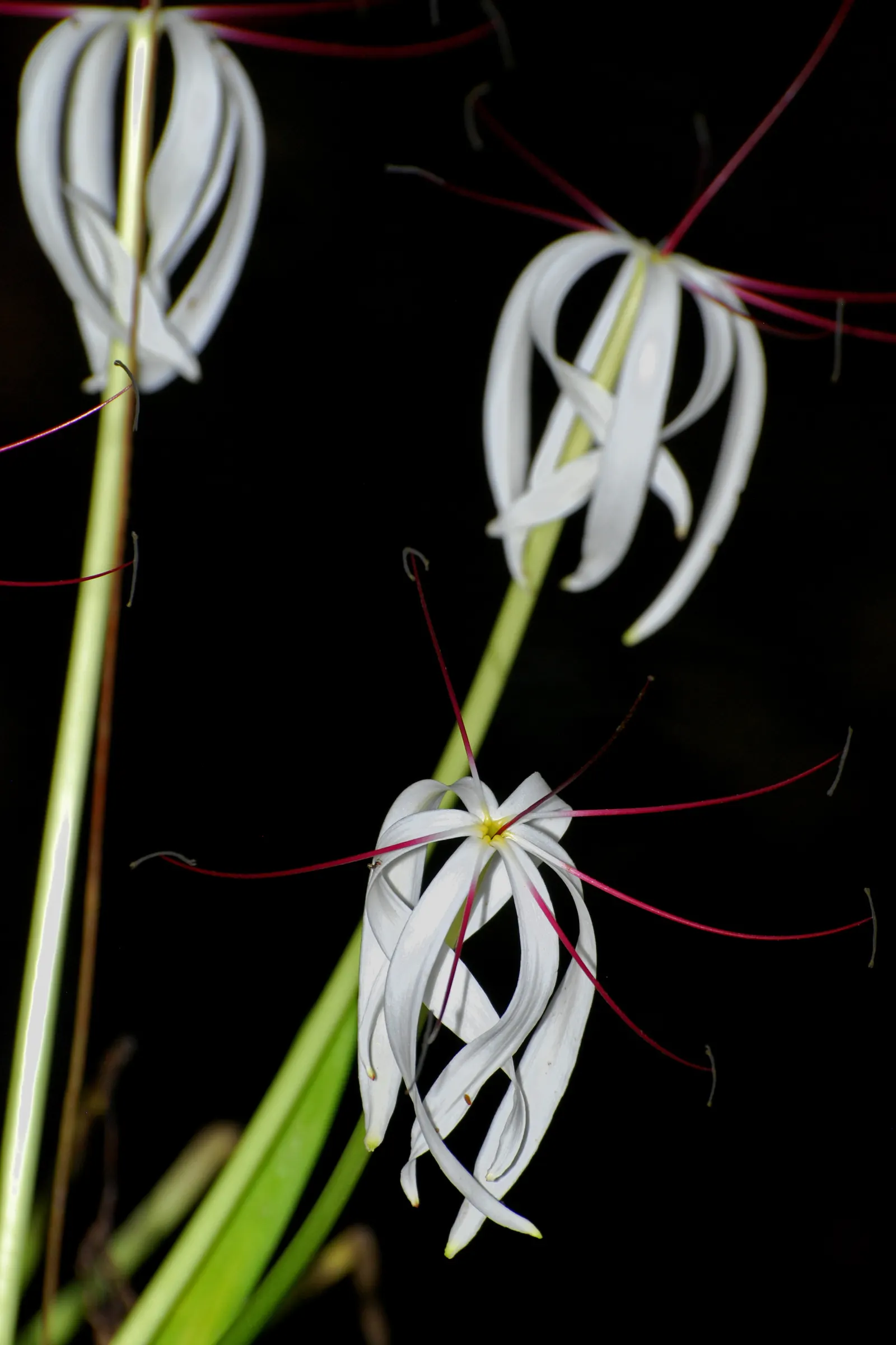 Spider Lily (Lycoris Radiata) — Note: all parts are toxic if ingested; handle with care; which emerge in late summer to early fall, image 90