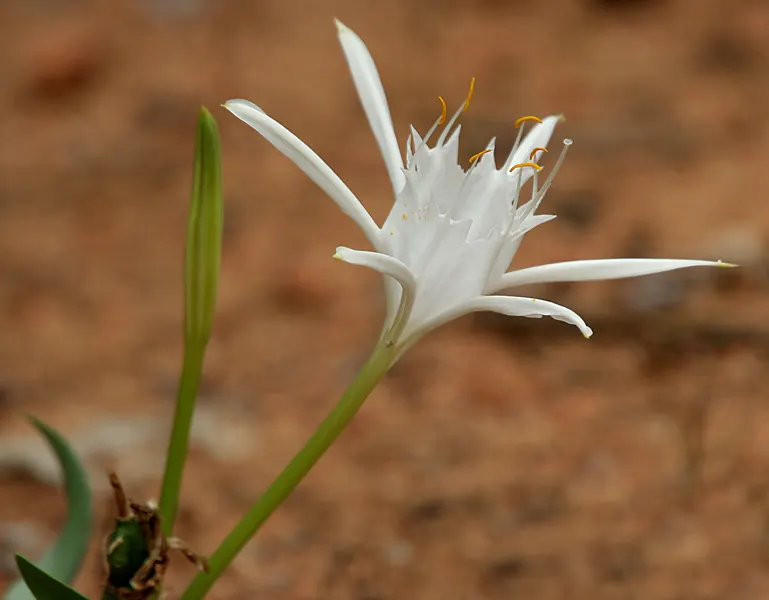 Spider Lily (Lycoris Radiata) — elongated petals that reflex back; their flowers are vibrant red with narrow, image 187