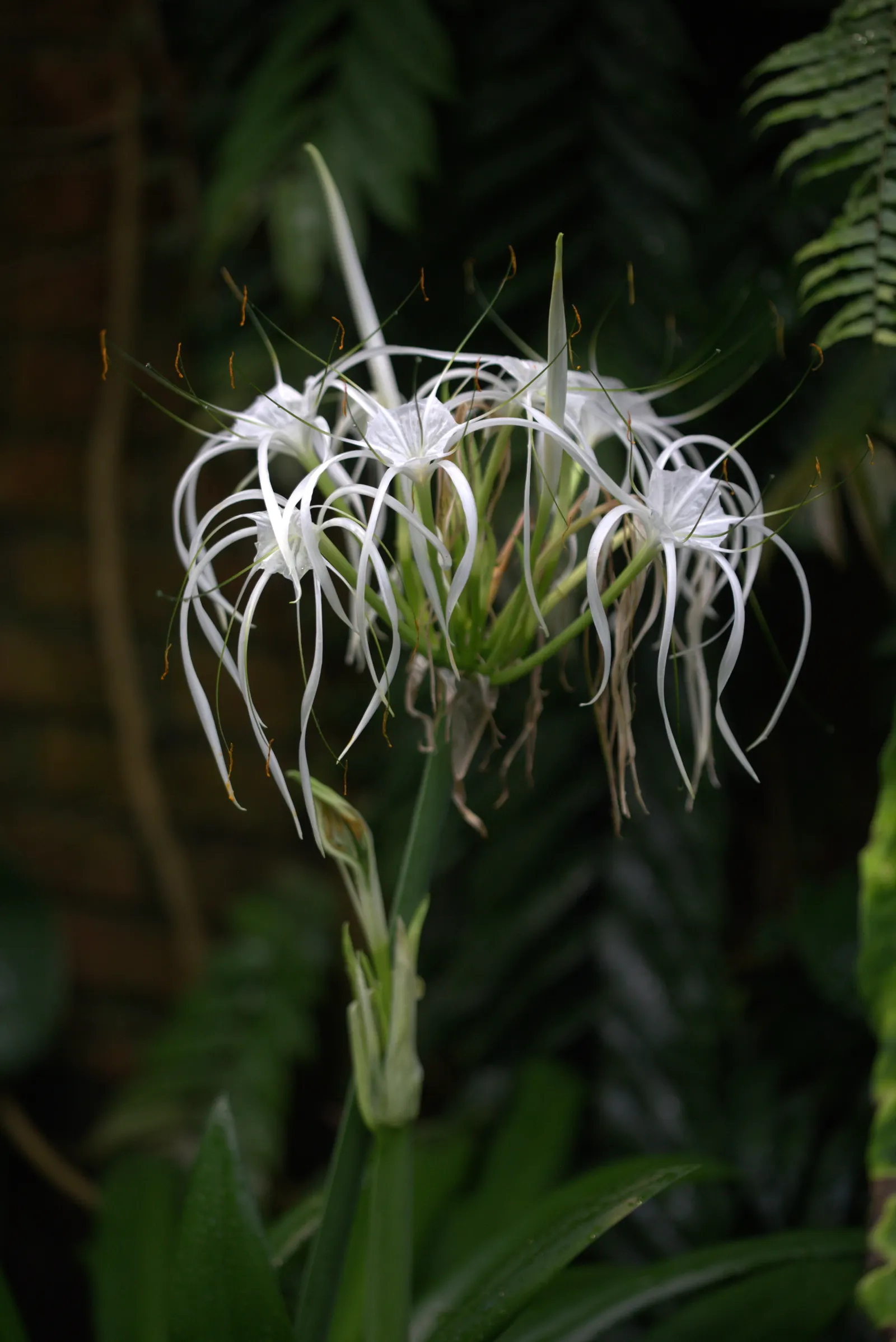 Spider Lily (Lycoris Radiata) — is a striking fall-blooming perennial; reaching 1-2 feet in height, it's ideal for borders