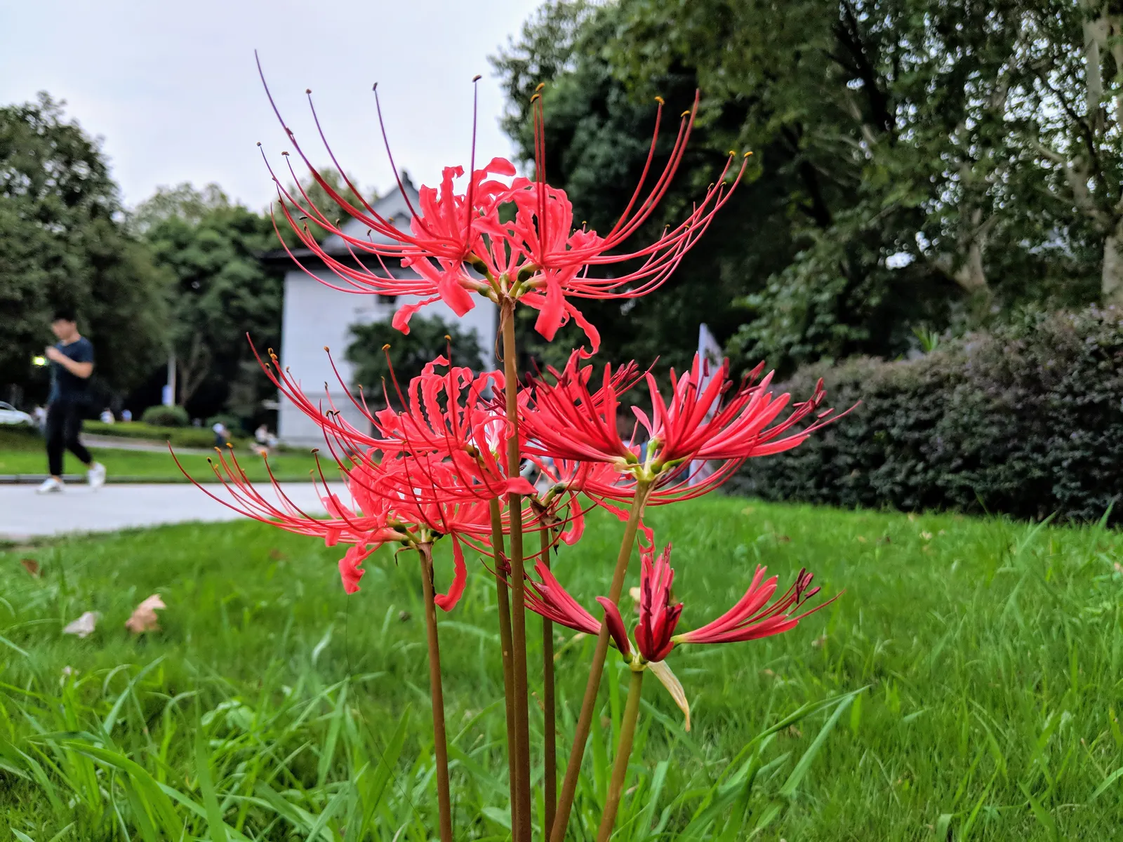 Spider Lily (Lycoris Radiata) — Reaching 1-2 feet in height, it's ideal for borders; ensuring a dramatic autumnal display in residential or, image 144
