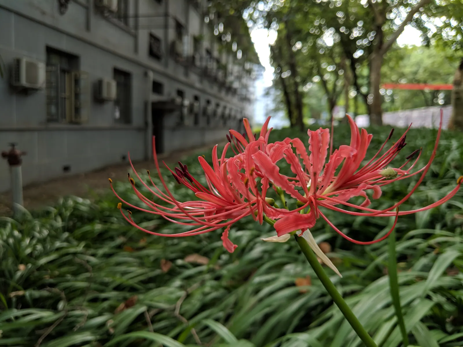 Spider Lily (Lycoris Radiata) — consider placing them in full sun to partial shade; reaching 1-2 feet in height, it's ideal for borders, image 209