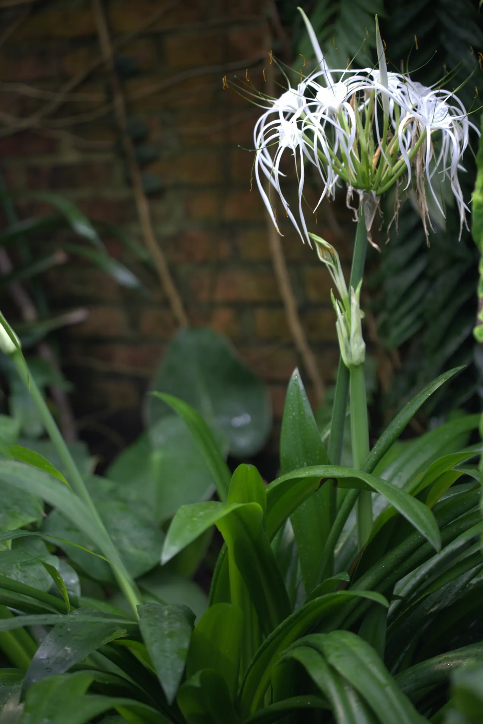 Spider Lily (Lycoris Radiata) — creating an illusion of spiders dancing atop the foliage-free stems.<br><br>As they are toxic if ingested; ensuring, image 76