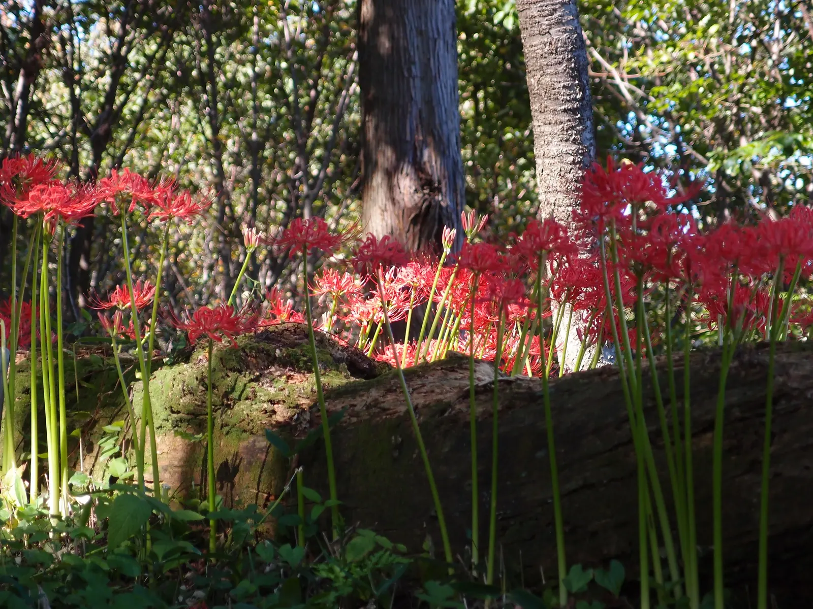 Spider Lily (Lycoris Radiata) — Note: all parts are toxic if ingested; handle with care