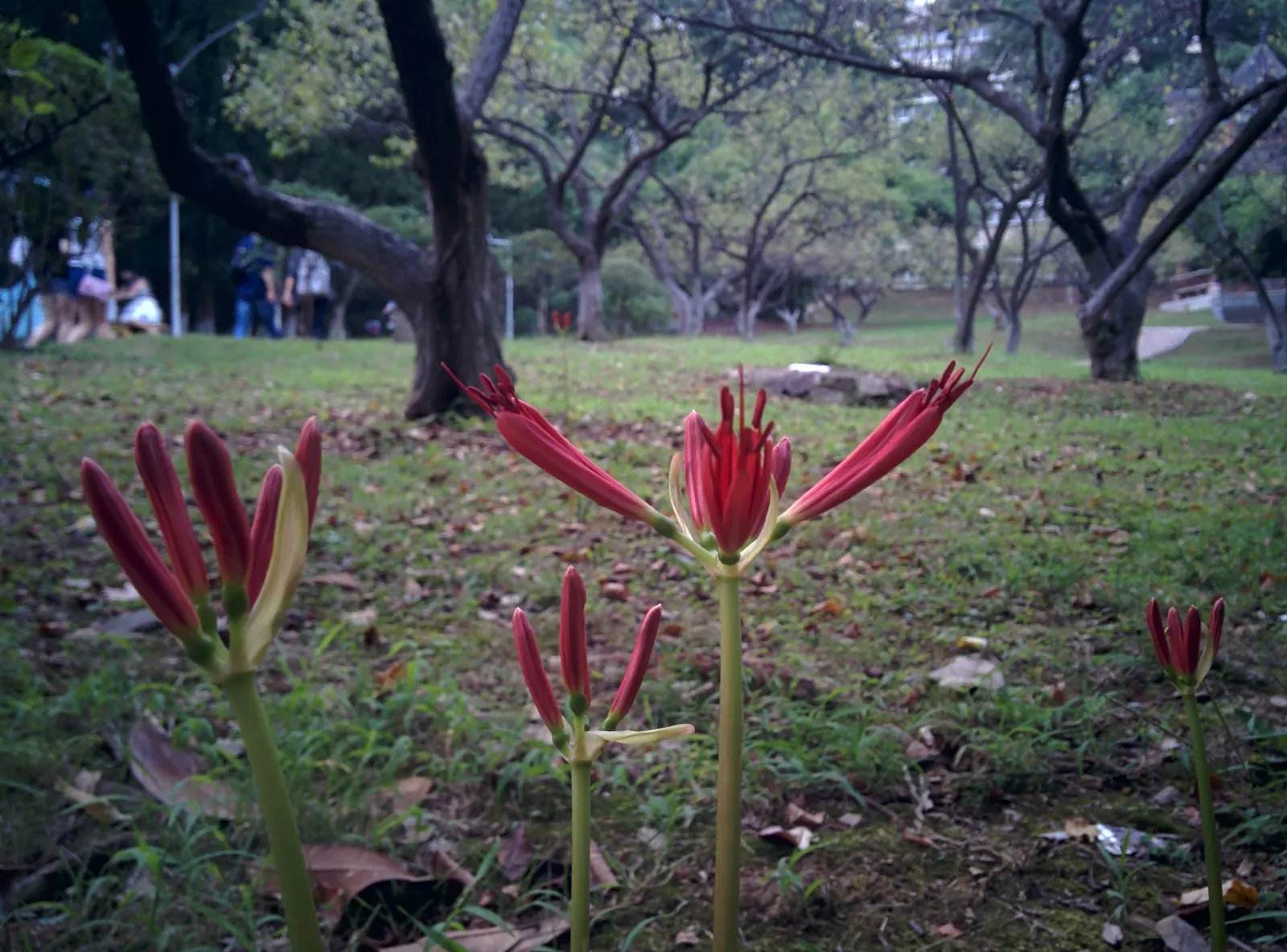 Spider Lily (Lycoris Radiata) — These plants prefer well-drained soil and are relatively drought tolerant once established; their flowers are, image 71