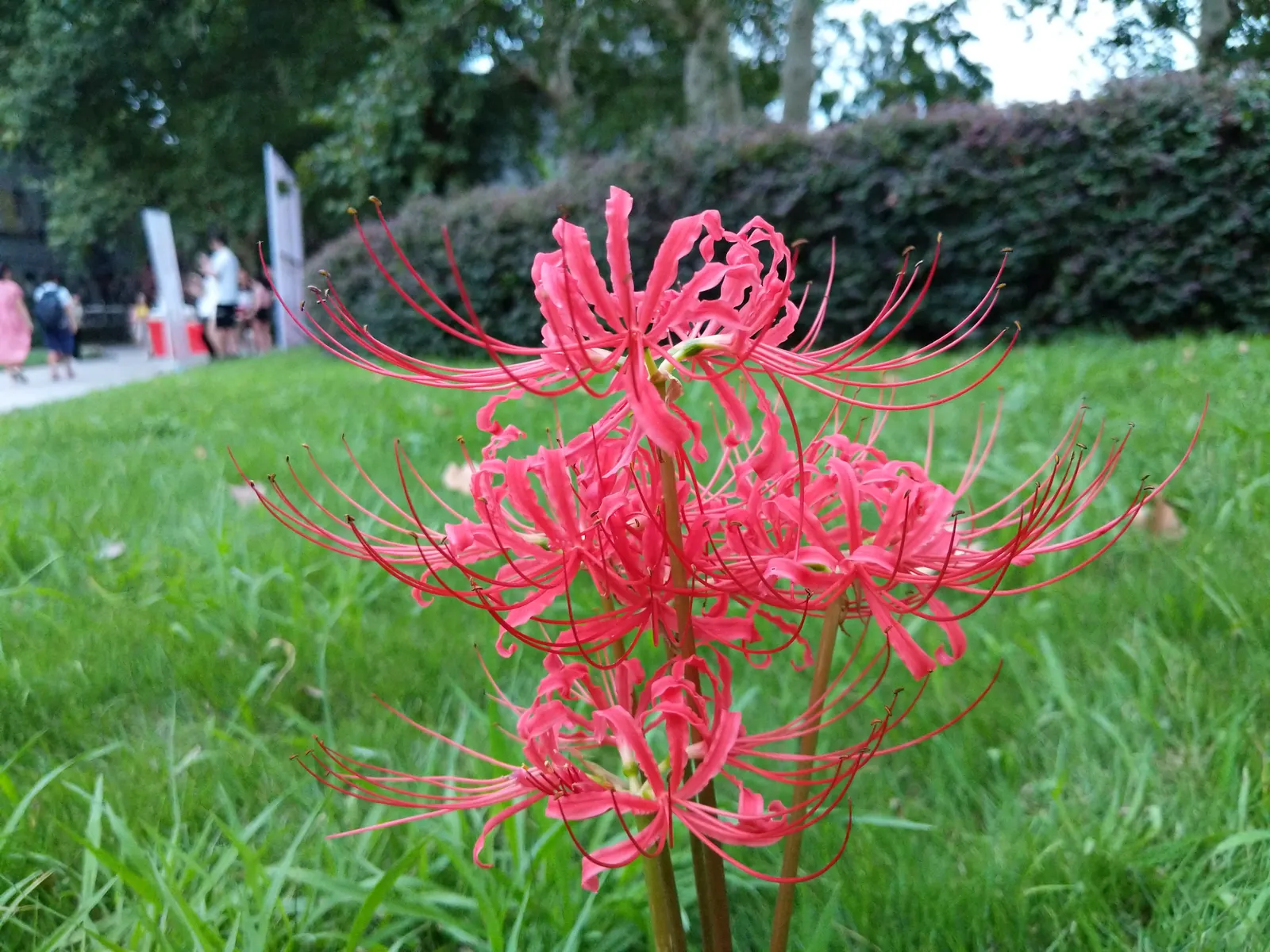 Spider Lily (Lycoris Radiata) — which emerge in late summer to early fall