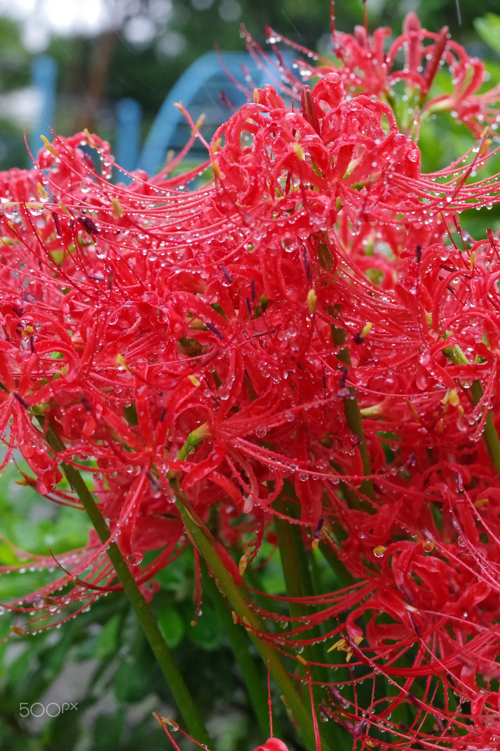 Spider Lily (Lycoris Radiata) — be mindful of their placement in gardens where pets or small children play; reaching 1-2 feet in height, it's ideal, image 189