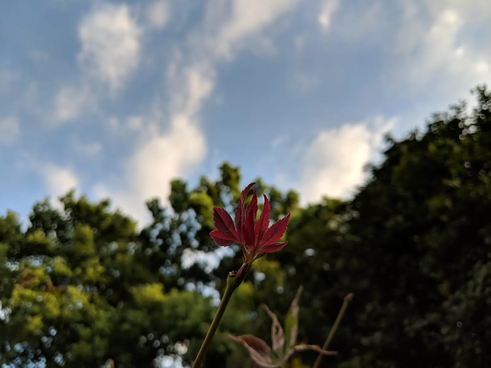 Spider Lily (Lycoris Radiata) — Plant bulbs 5-6 inches deep and 6-8 inches apart; reaching 1-2 feet in height, it's ideal for borders, image 173