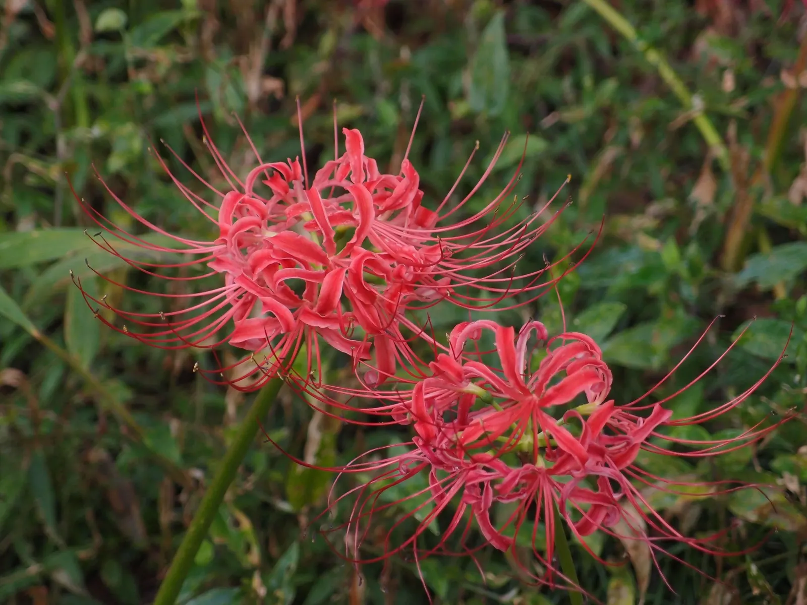 Spider Lily (Lycoris Radiata) — is a striking fall-blooming perennial; reaching 1-2 feet in height, it's ideal for borders, image 85