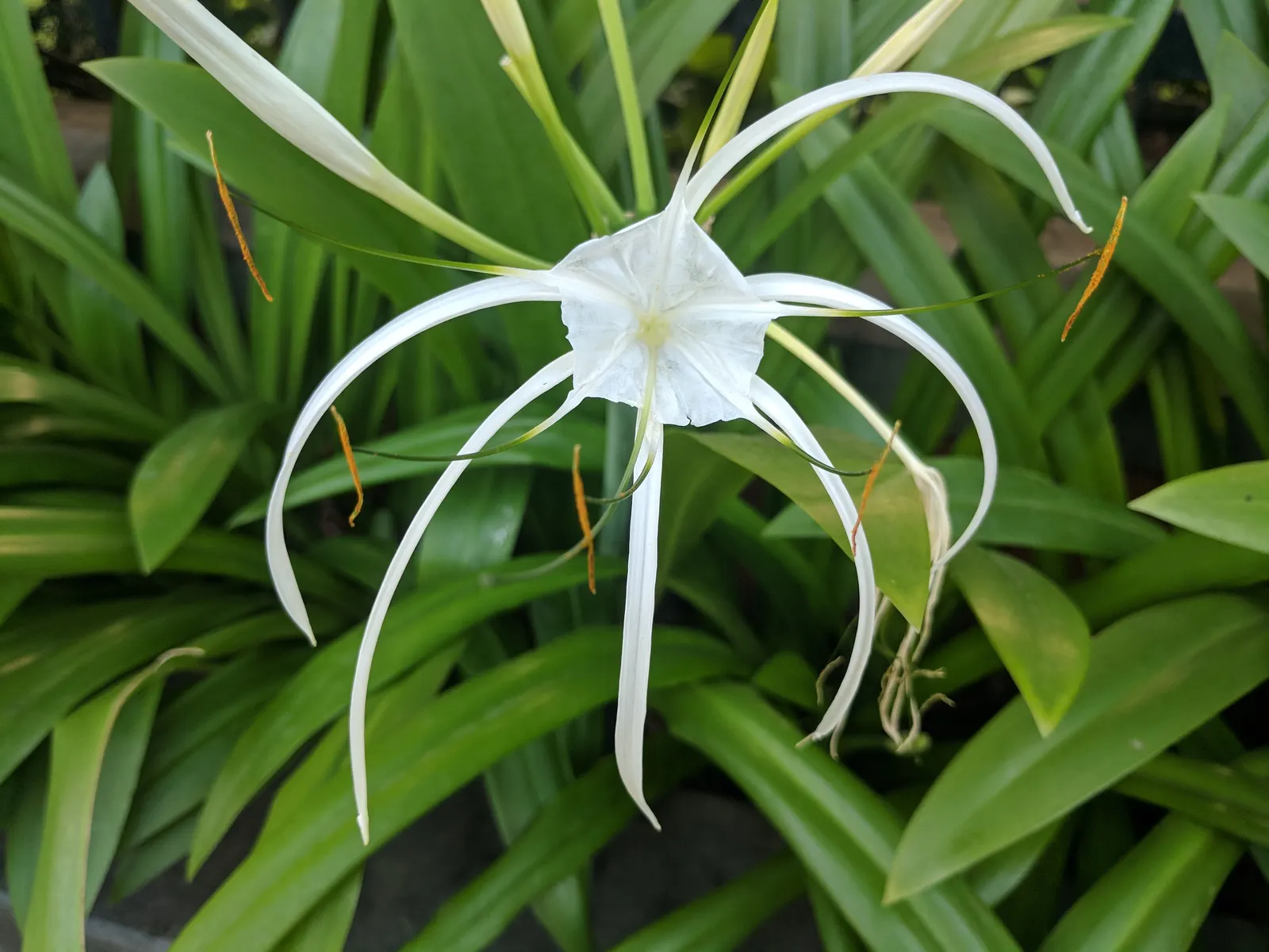 Spider Lily (Lycoris Radiata) — be mindful of their placement in gardens where pets or small children play; reaching 1-2 feet in height, it's ideal, image 105