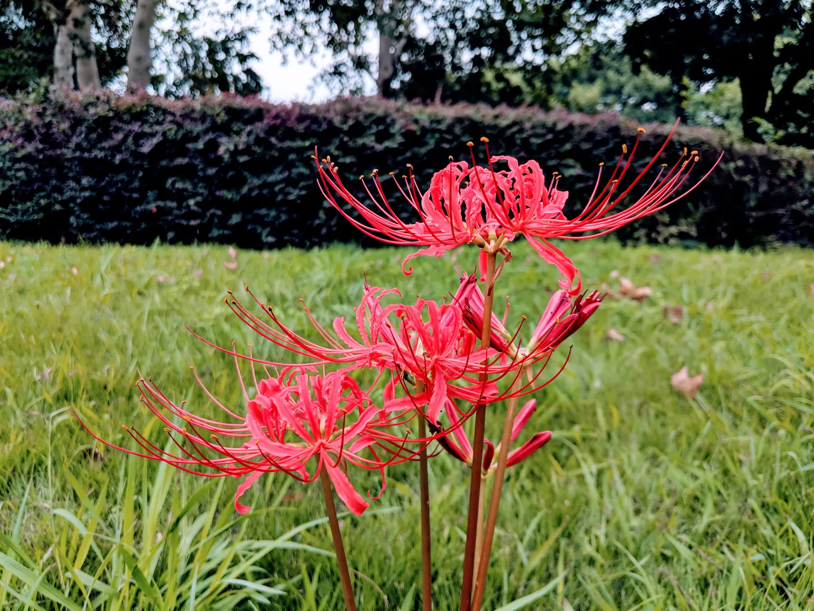 Spider Lily (Lycoris Radiata) — is an enchanting perennial bulb that adds a touch of exotic flair to any landscape; ensuring a dramatic autumnal display in