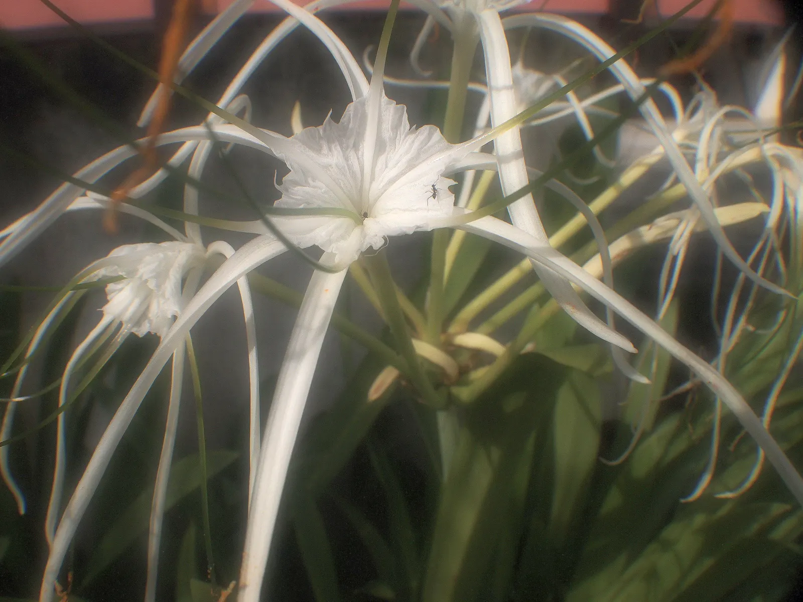Spider Lily (Lycoris Radiata) — elongated petals that reflex back; their flowers are vibrant red with narrow, image 75