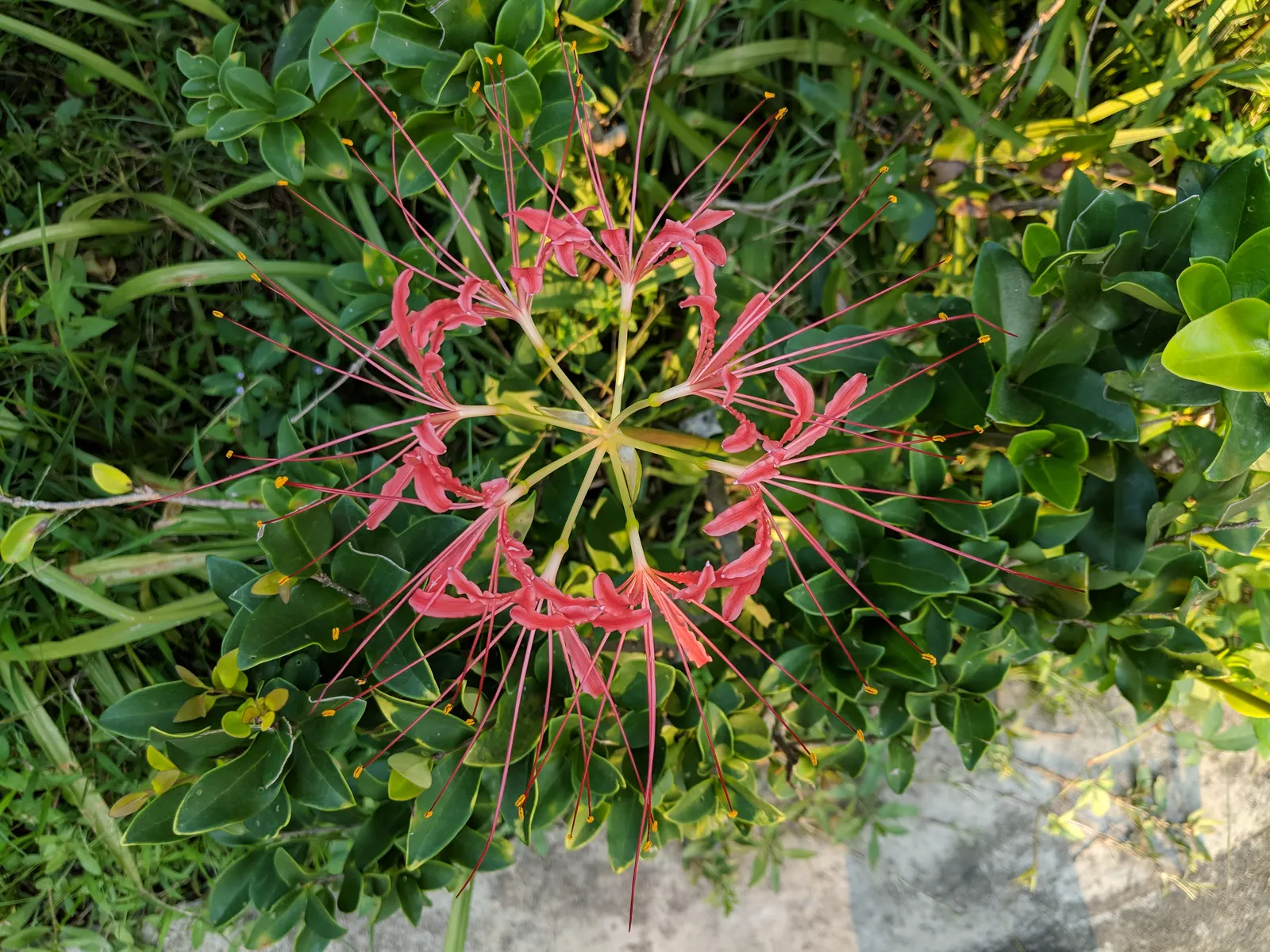 Spider Lily (Lycoris Radiata) — ensuring a dramatic autumnal display in residential or commercial landscapes.<br><br>Remember; reaching 1-2 feet in, image 81