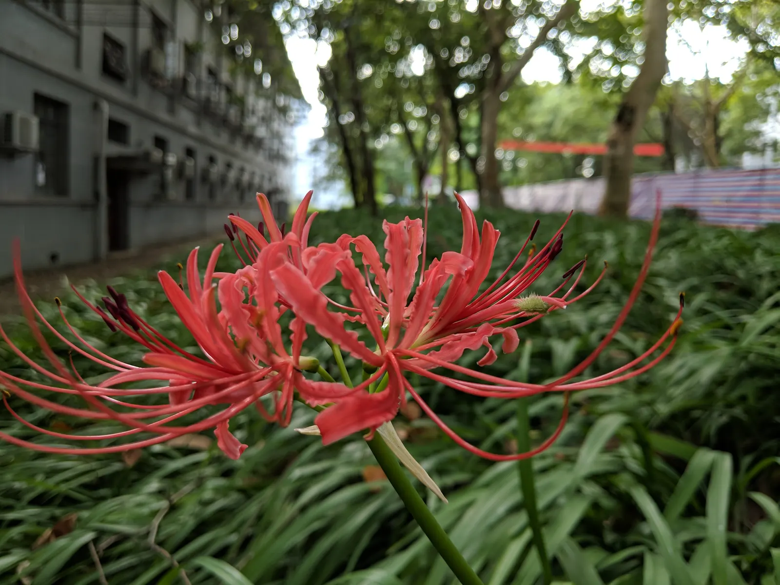 Spider Lily (Lycoris Radiata) — consider placing them in full sun to partial shade; reaching 1-2 feet in height, it's ideal for borders, image 97