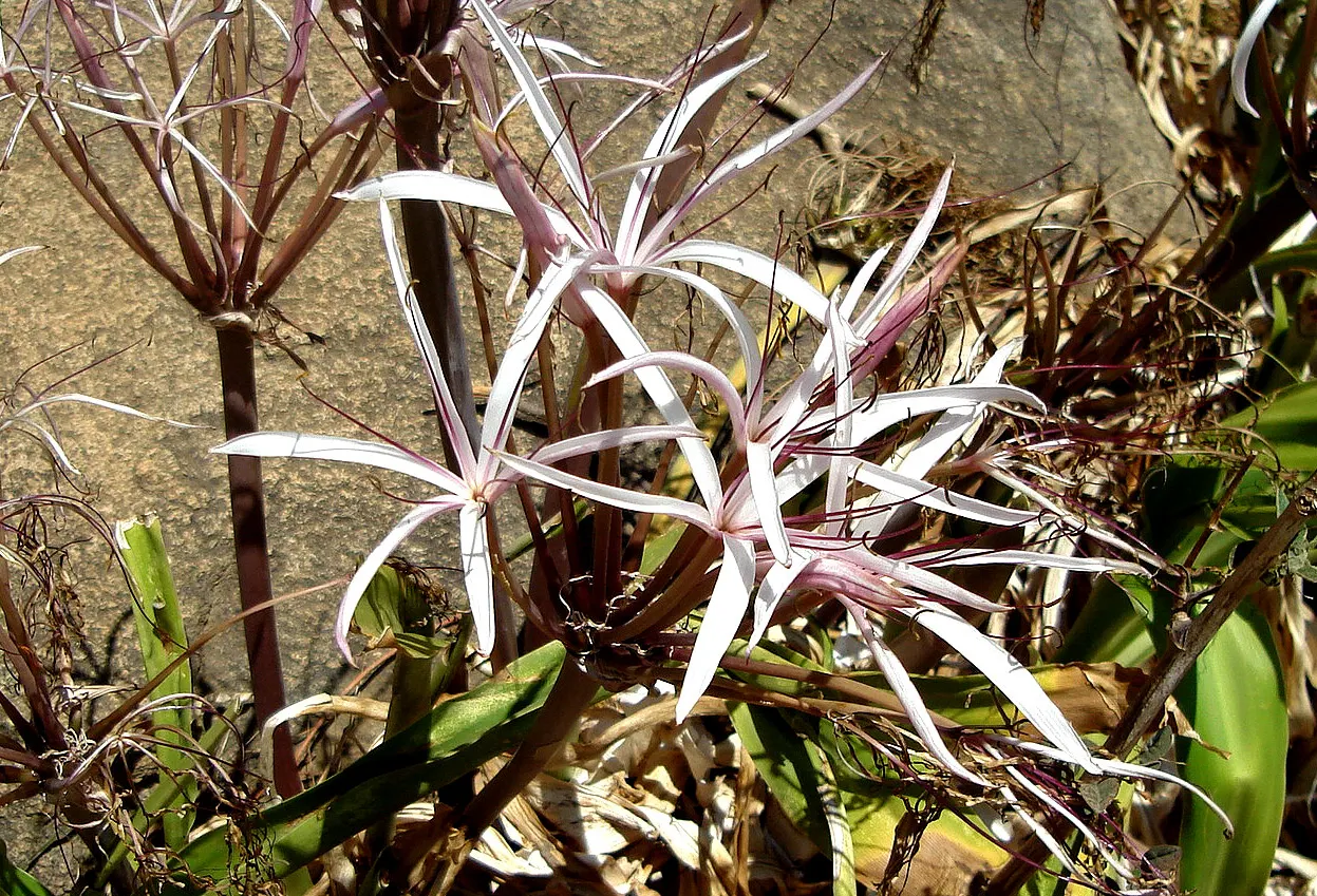 Spider Lily (Lycoris Radiata) — ensuring they receive at least 4-6 hours of sunlight daily; which emerge in late summer to early fall, image 126