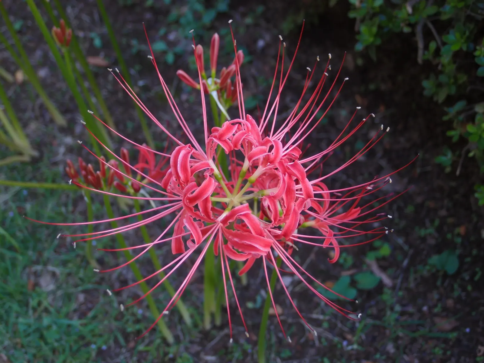 Spider Lily (Lycoris Radiata) — Plant bulbs 5-6 inches deep and 6-8 inches apart
