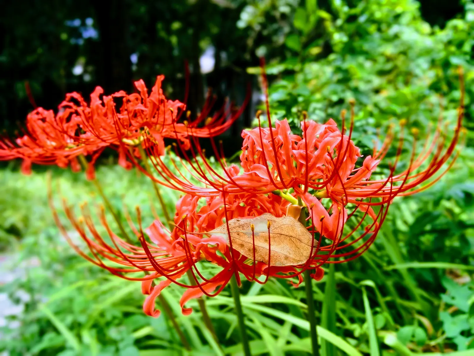 Spider Lily (Lycoris Radiata) — A member of the Amaryllidaceae family; reaching 1-2 feet in height, it's ideal for borders, image 65