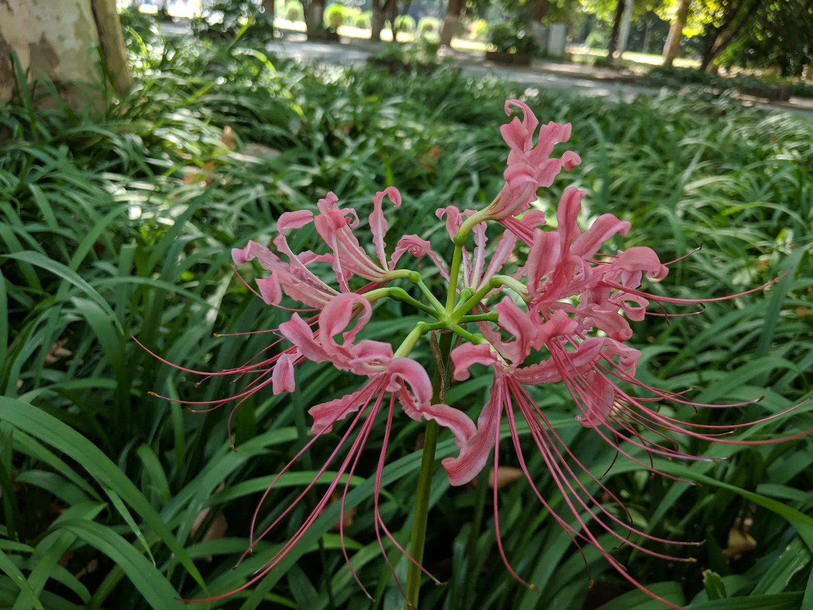 Spider Lily (Lycoris Radiata) — be mindful of their placement in gardens where pets or small children play; reaching 1-2 feet in height, it's ideal for borders