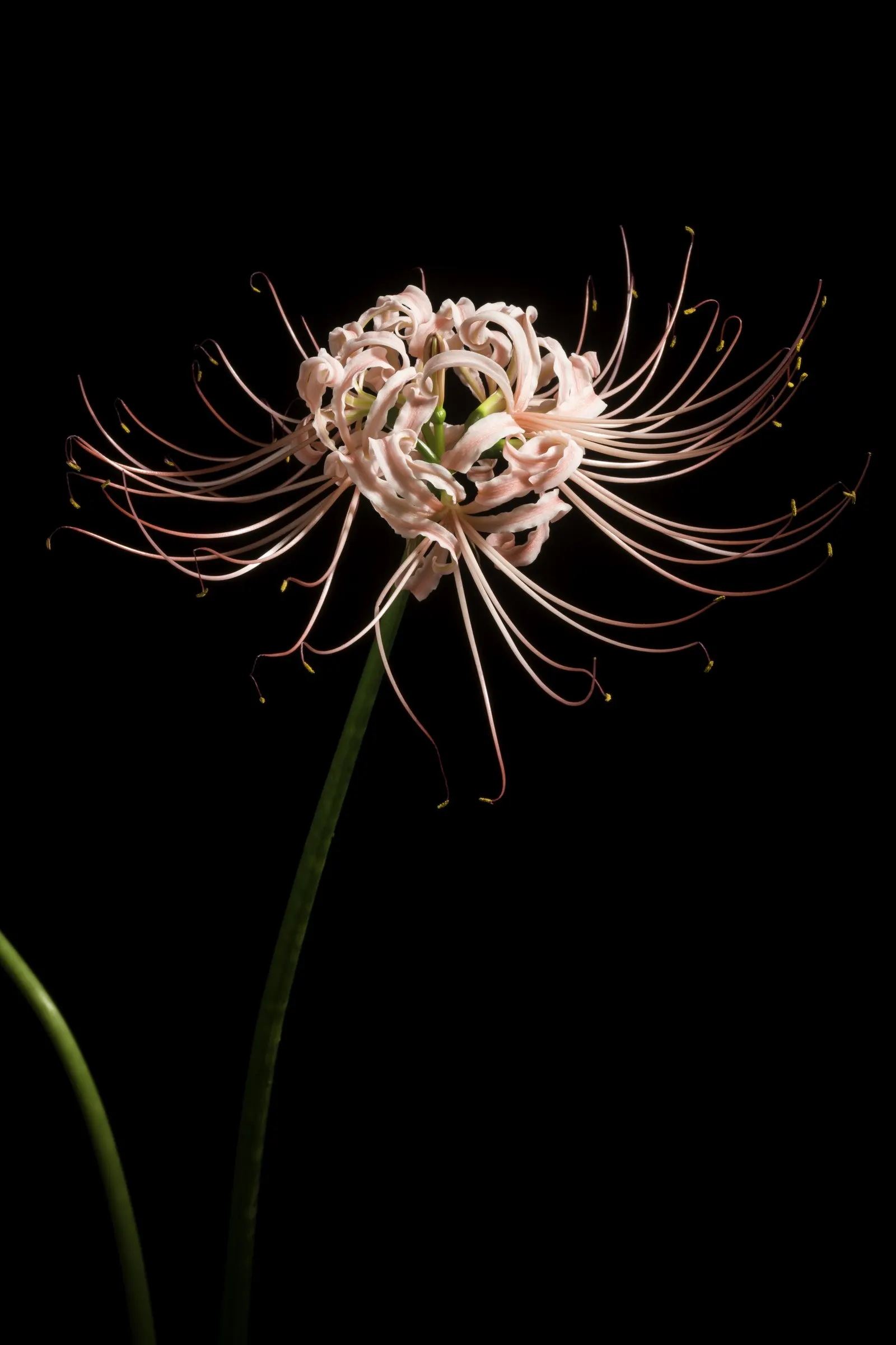 Spider Lily (Lycoris Radiata) — ensuring they receive at least 4-6 hours of sunlight daily; which emerge in late summer to early fall, image 98