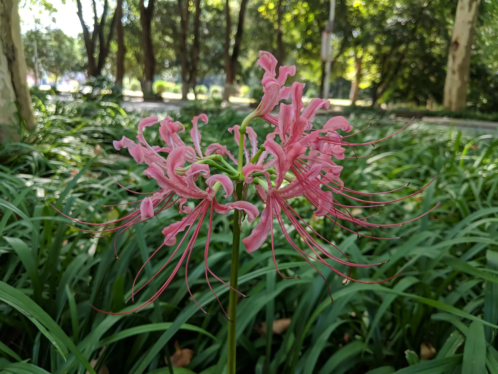 Spider Lily (Lycoris Radiata) — It thrives in USDA zones 6-10, prefers partial shade, and well-draining soil; their flowers are vibrant red with narrow