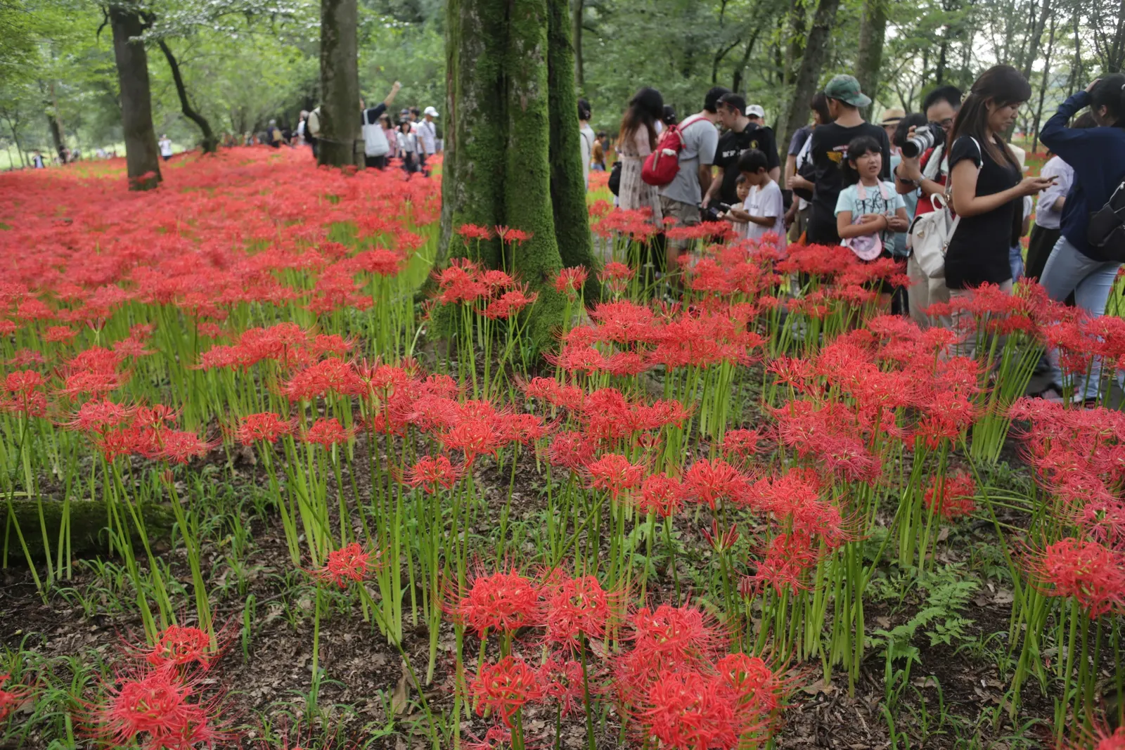 Spider Lily (Lycoris Radiata) — Plant bulbs 5-6 inches deep and 6-8 inches apart; reaching 1-2 feet in height, it's ideal for borders, image 61
