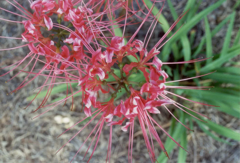 Spider Lily (Lycoris Radiata) — Their flowers are vibrant red with narrow; which emerge in late summer to early fall, image 158