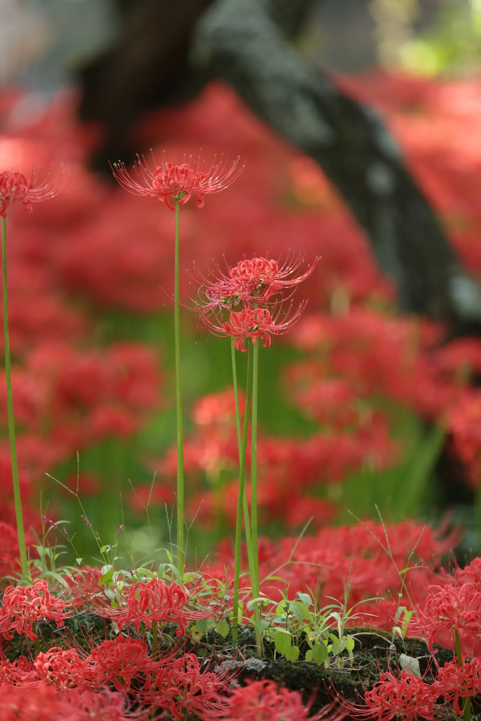 Spider Lily (Lycoris Radiata) — red flowers in the garden