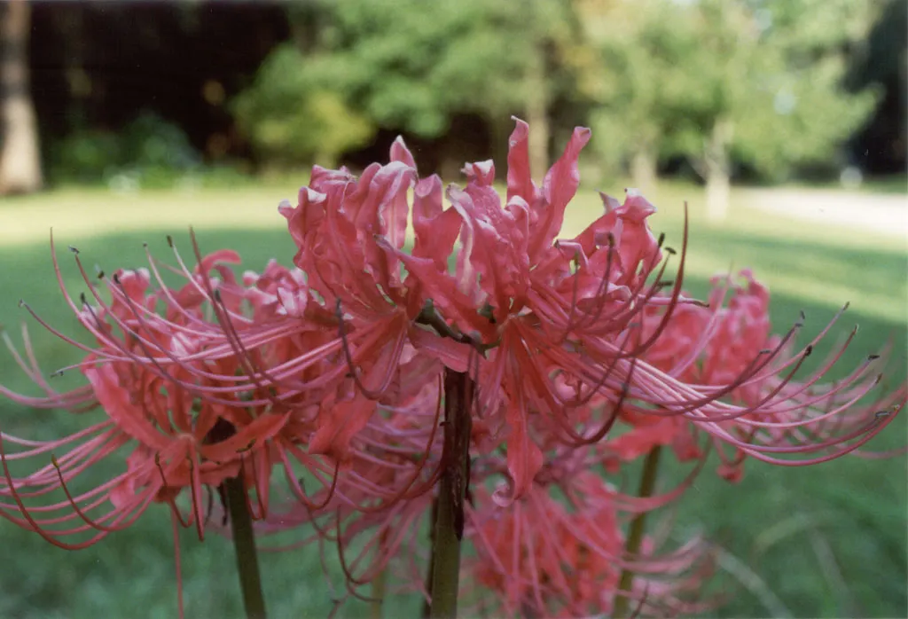 Spider Lily (Lycoris Radiata) — Moreover, these bulbs can naturalize over time, forming impressive clumps; which emerge in late summer to early fall, image 190