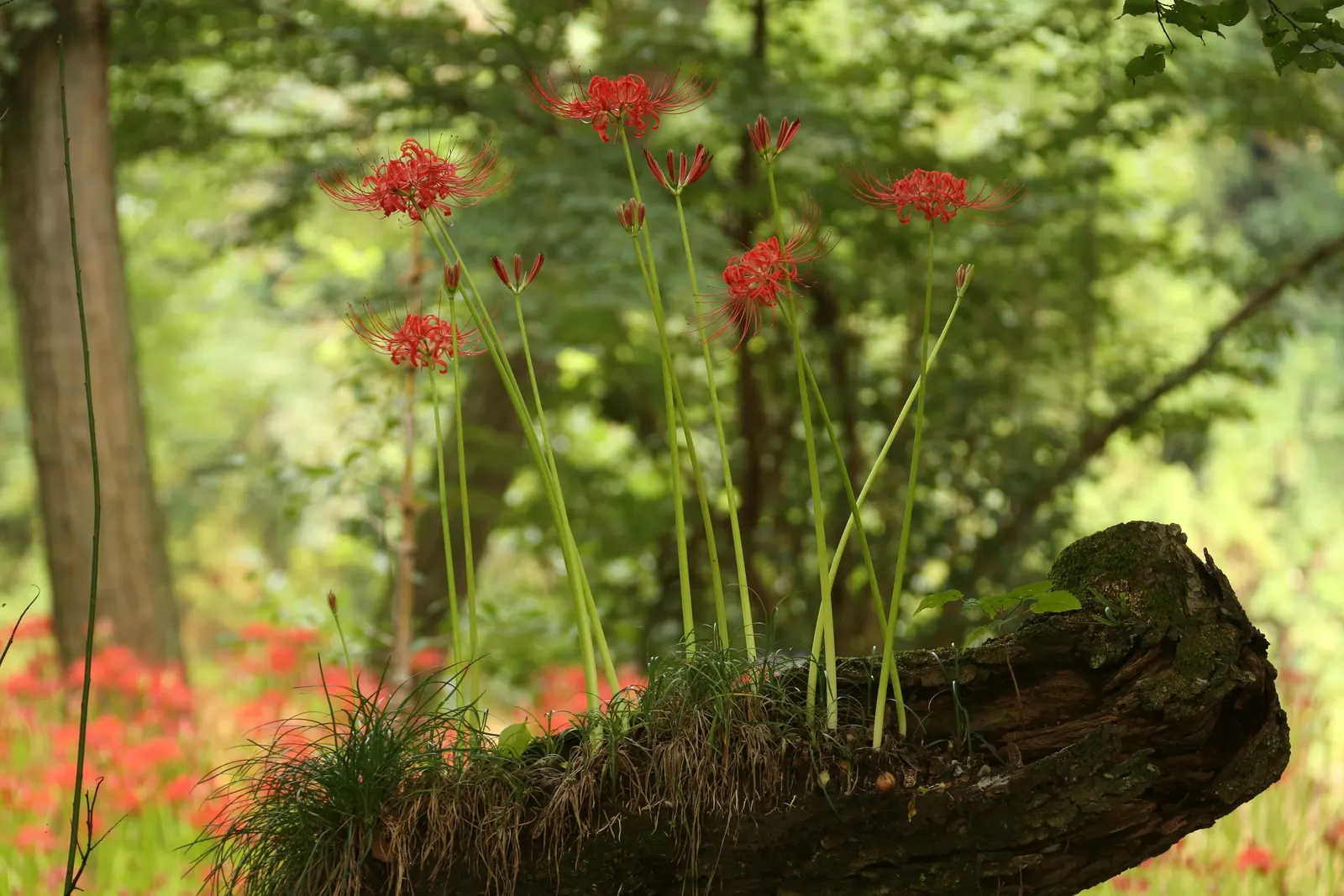 Spider Lily (Lycoris Radiata) — this plant is coveted for its unique and striking spidery blossoms; which emerge in late summer to early fall, image 122