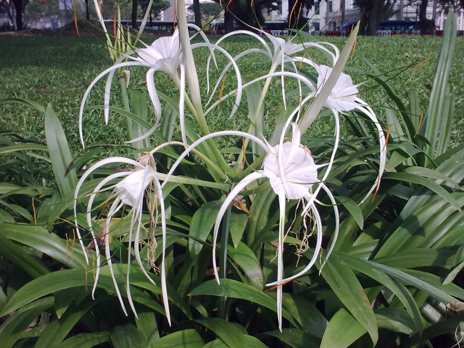Spider Lily (Lycoris Radiata) — Their flowers are vibrant red with narrow; which emerge in late summer to early fall, image 74
