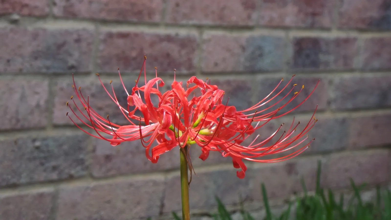 Spider Lily (Lycoris Radiata) — bulb with red blooms; their flowers are vibrant red with narrow, image 139