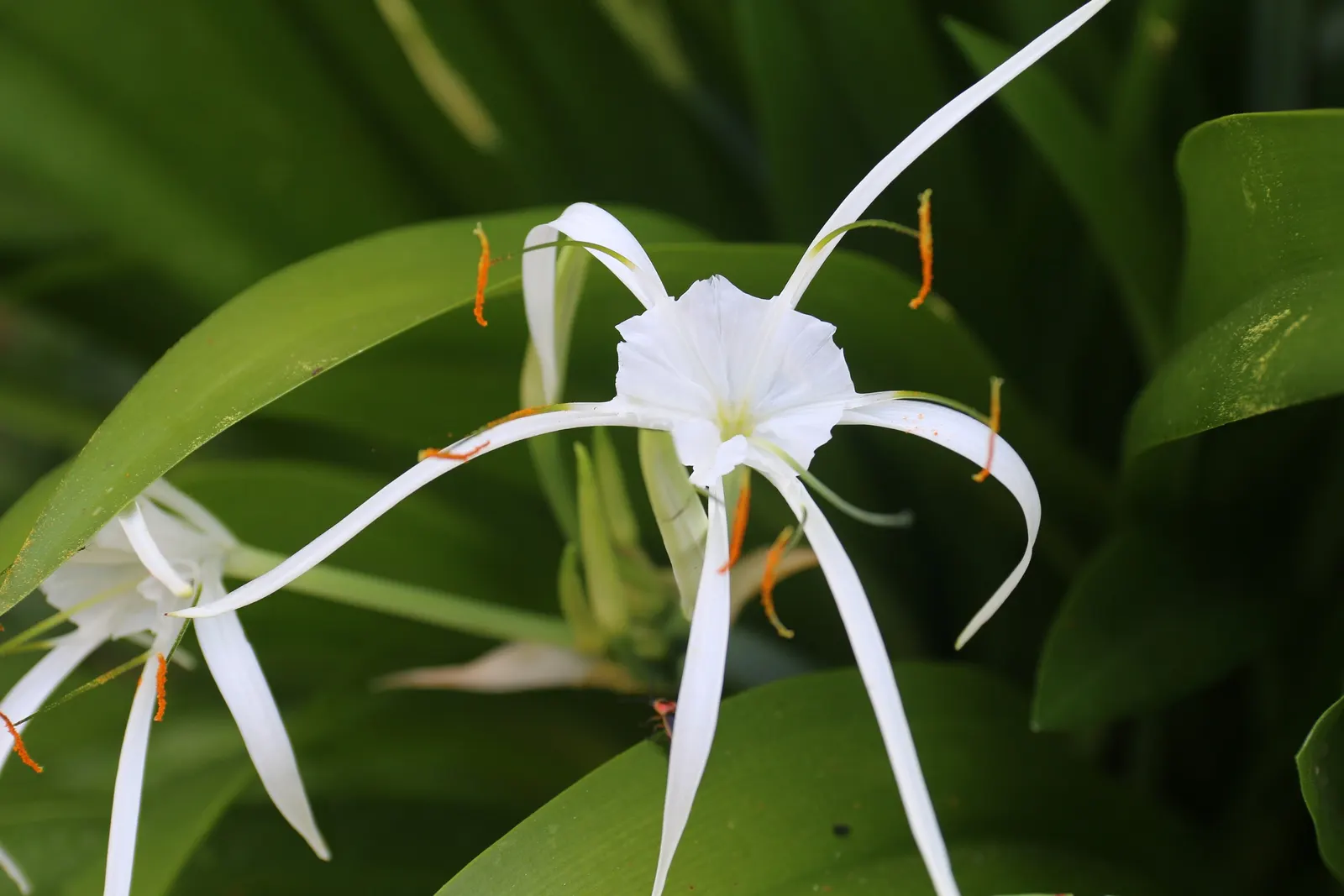 Spider Lily (Lycoris Radiata) — A member of the Amaryllidaceae family; reaching 1-2 feet in height, it's ideal for borders, image 149