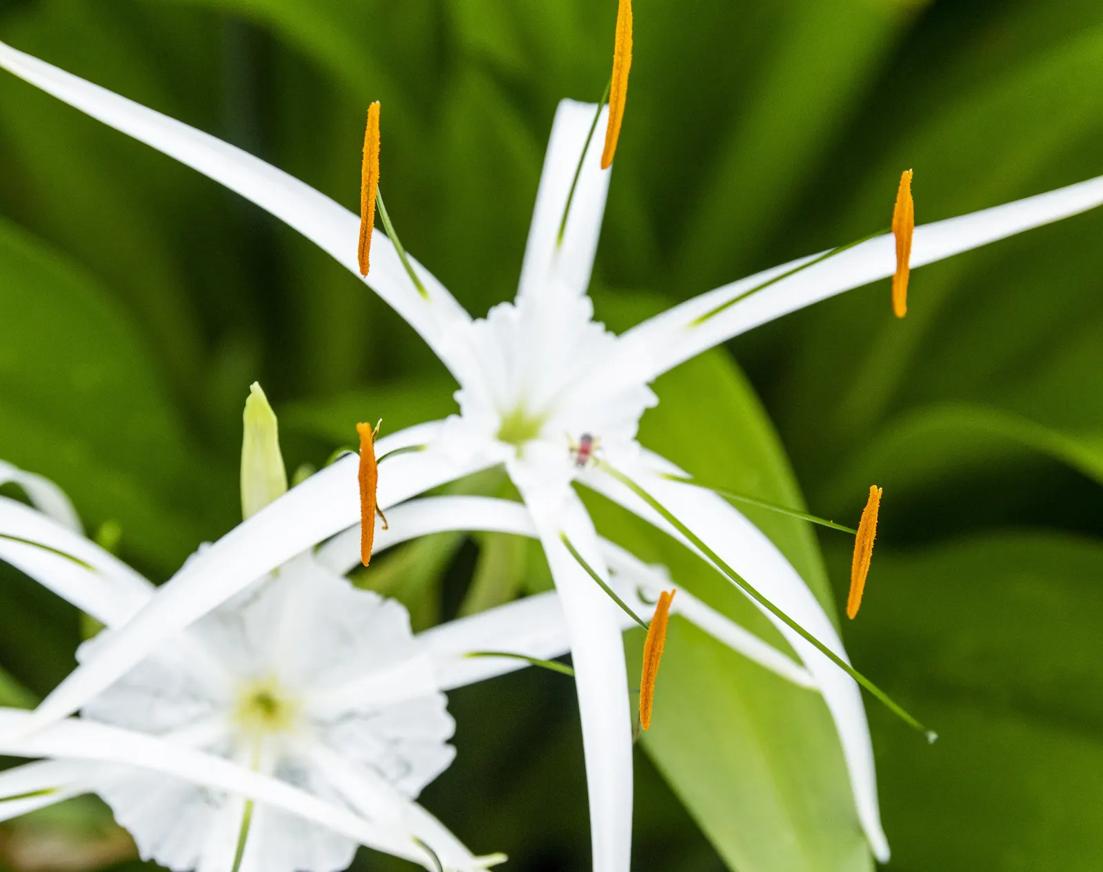 Spider Lily (Lycoris Radiata) — It thrives in USDA zones 6-10, prefers partial shade, and well-draining soil; their flowers are vibrant red with, image 87