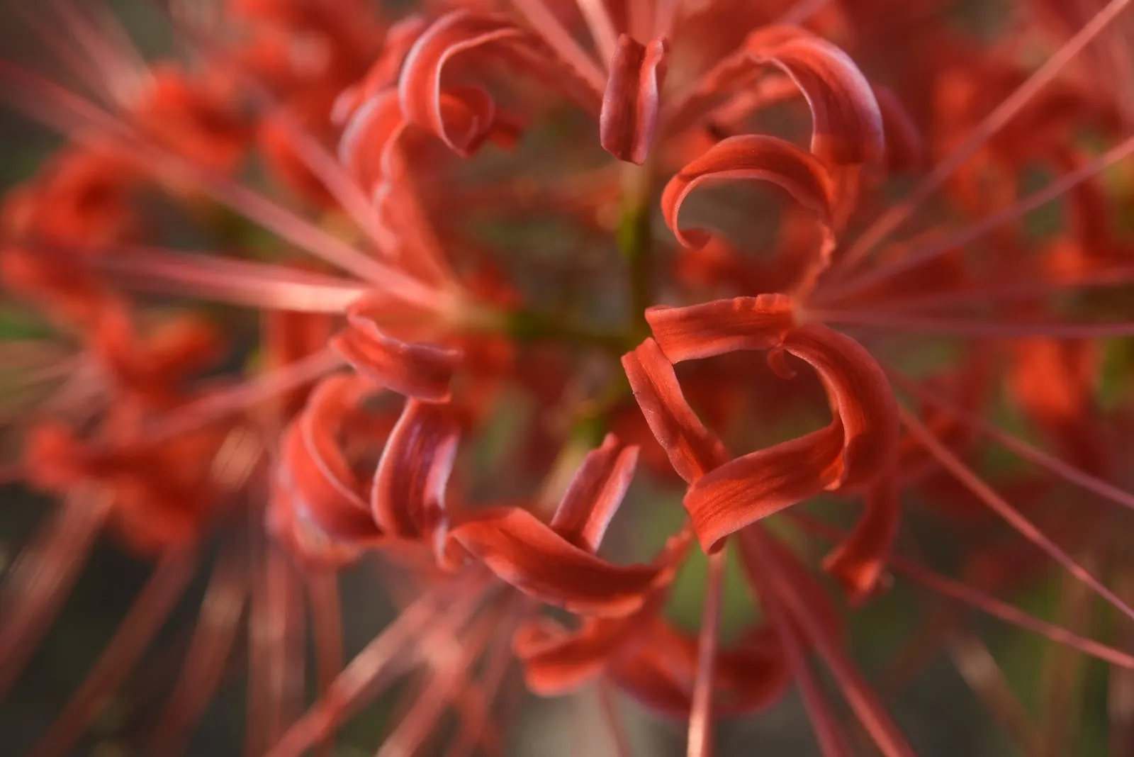 Spider Lily (Lycoris Radiata) — Note: all parts are toxic if ingested; handle with care; which emerge in late summer to early fall, image 118