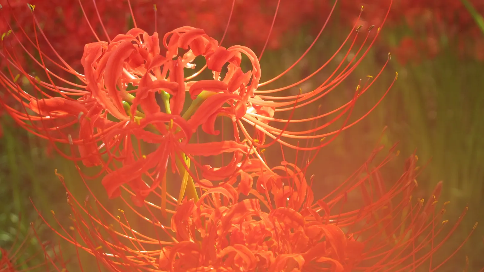 Spider Lily (Lycoris Radiata) — consider placing them in full sun to partial shade
