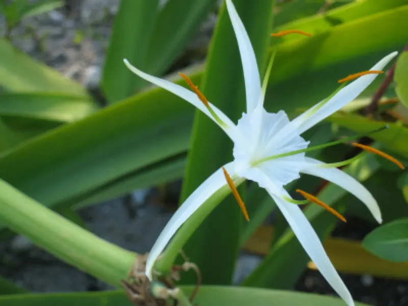 Spider Lily (Lycoris Radiata) — Reaching 1-2 feet in height, it's ideal for borders