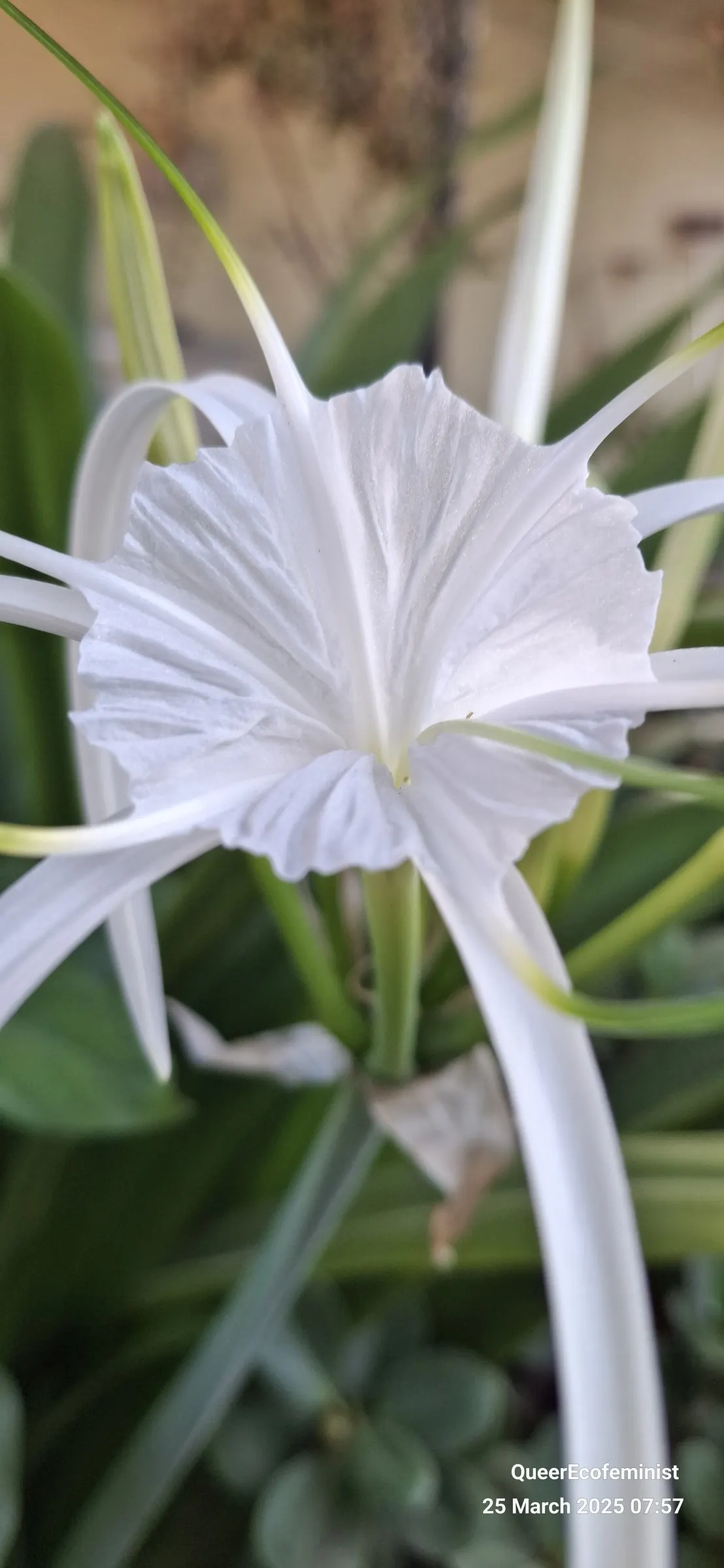 Spider Lily (Lycoris Radiata) — boasting vibrant red flowers with elongated petals forming an intricate spider-like appearance; which emerge in, image 86