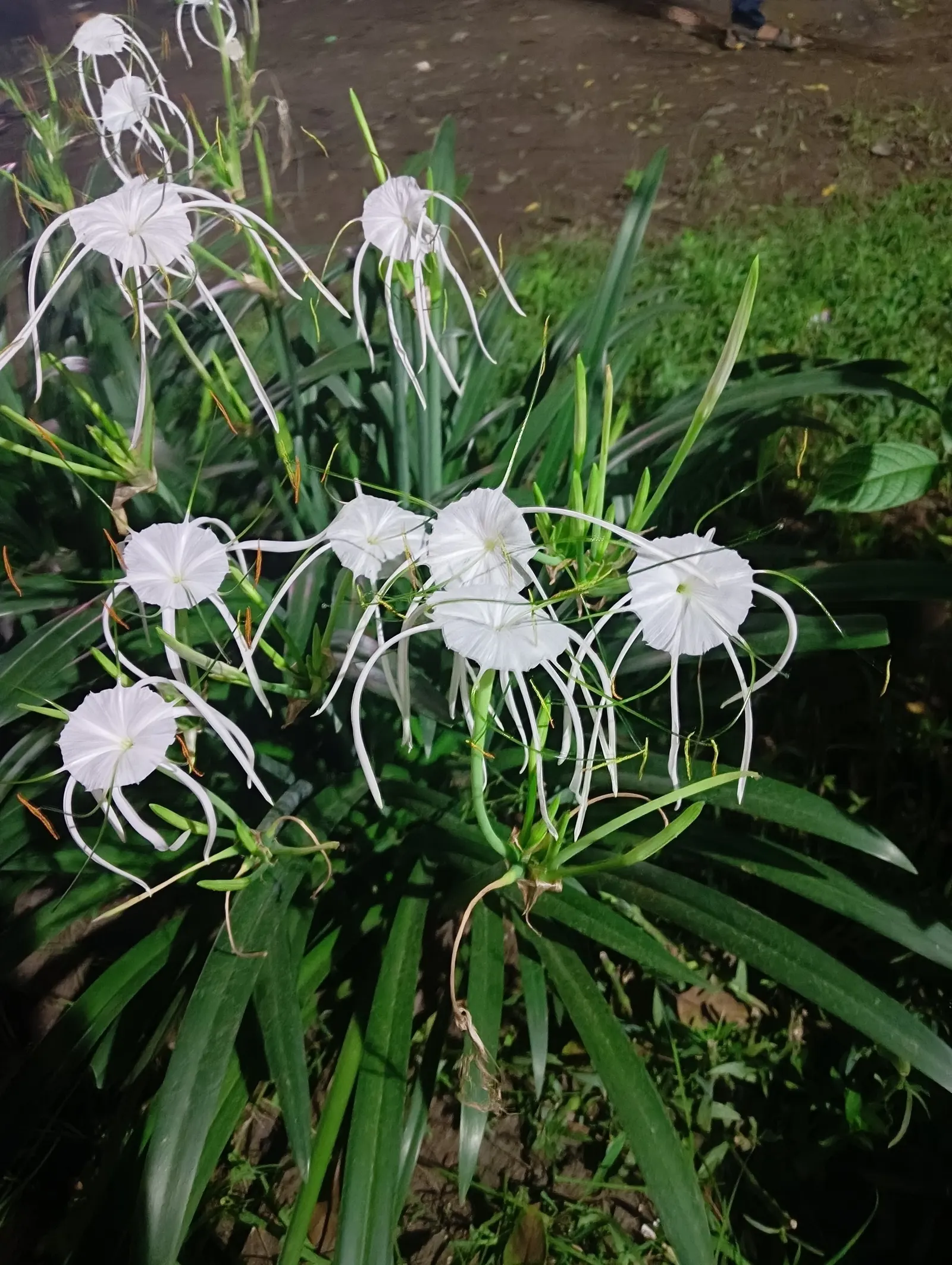 Spider Lily (Lycoris Radiata) — consider placing them in full sun to partial shade; reaching 1-2 feet in height, it's ideal for borders, image 181