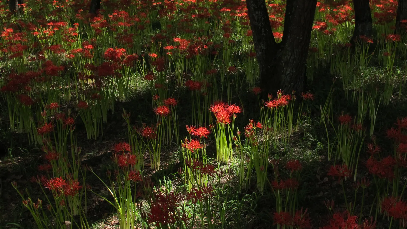 Spider Lily (Lycoris Radiata) — creating an illusion of spiders dancing atop the foliage-free stems.<br><br>As they are toxic if ingested; ensuring a dramatic