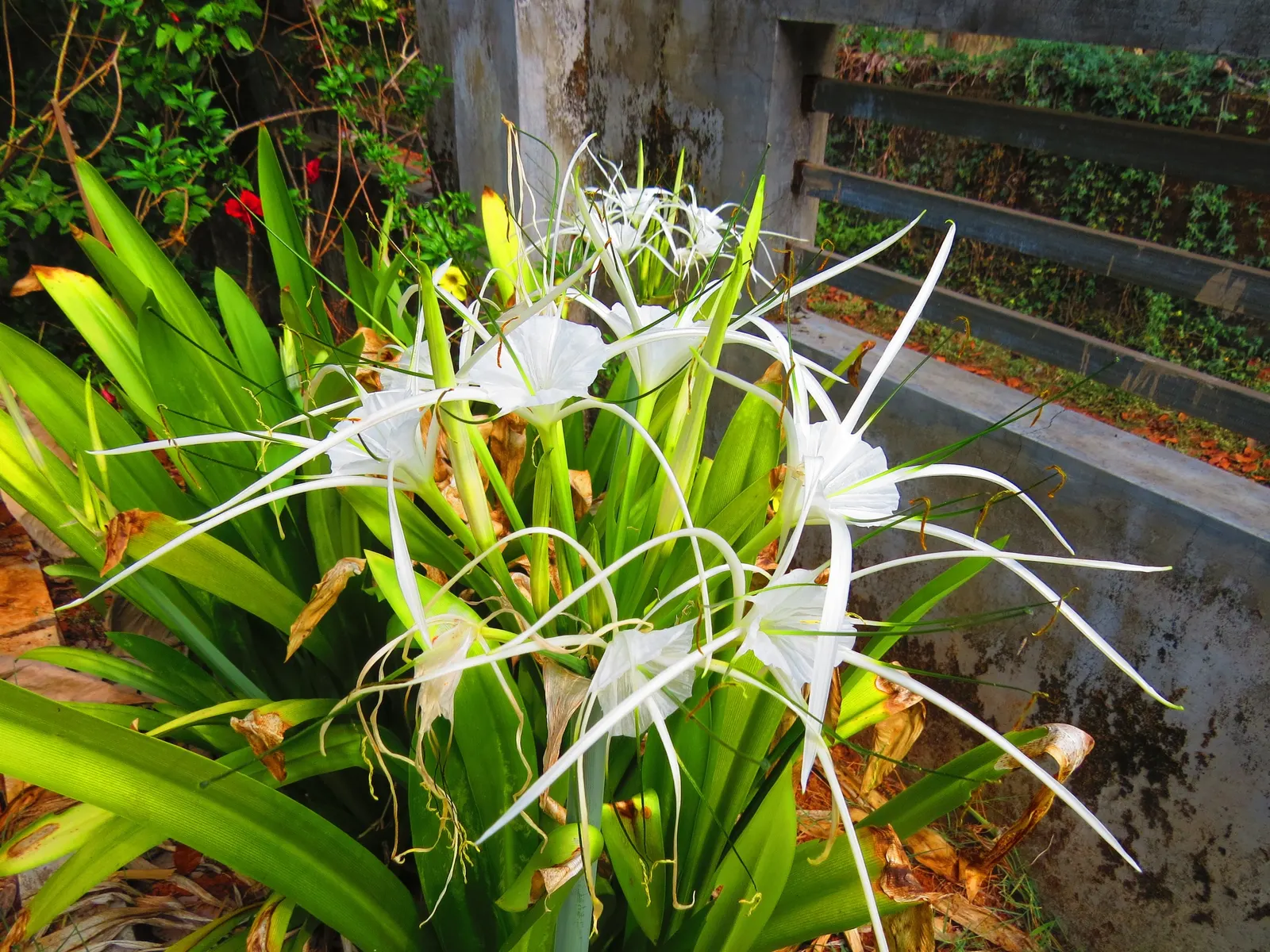 Spider Lily (Lycoris Radiata) — making them an excellent choice for xeriscaping or areas with low rainfall; ensuring a dramatic autumnal display in, image 184